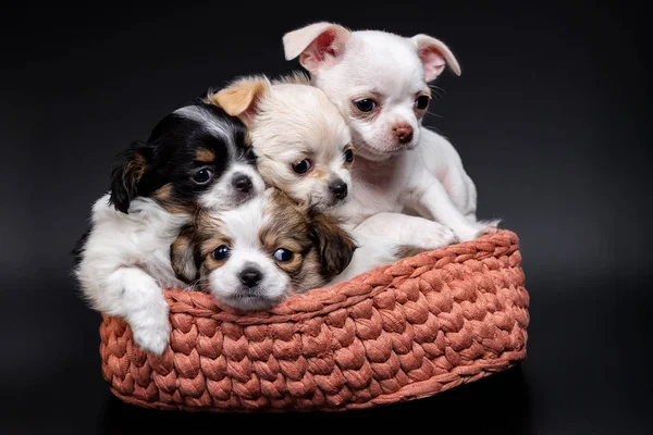 Estúdio Tiro Diferente Fantoches Chihuahua Cesta Malha Fundo Escuro — Fotografia de Stock