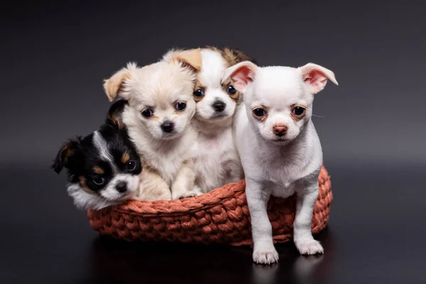 Photo Studio Chiot Chihuahua Différent Dans Panier Tricoté Sur Fond — Photo