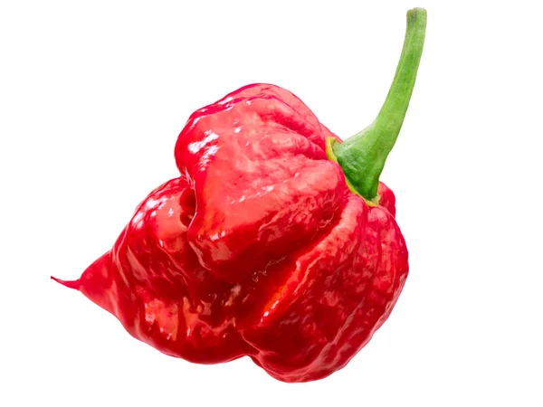 Trinidad Scorpion Chile Pepper Capsicum Chinense Fruit Whole Ripe Pod — Stock Photo, Image