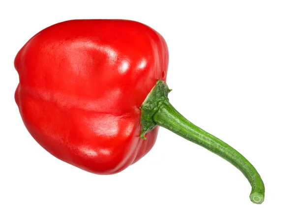 Malawi Piquante Chile Lada Pepperdew Ketika Diasamkan Capsicum Baccatum Polong — Stok Foto