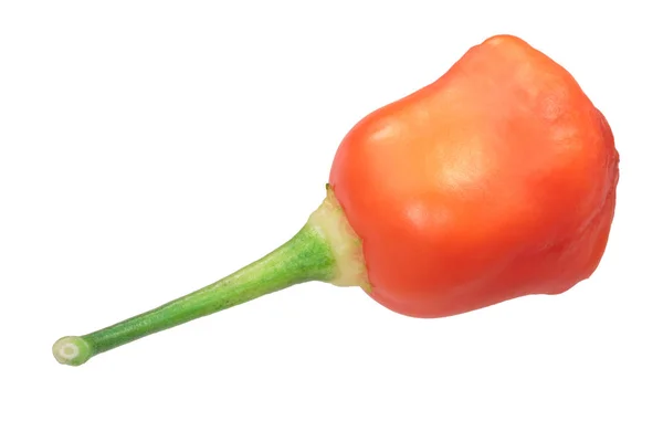 홍수피 Capsicum Baccatum 꼬투리 — 스톡 사진