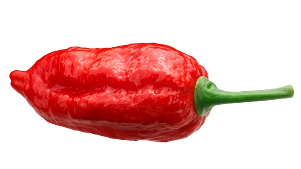 Dorset Naga Naga Morich Pepper Capsicum Chinense Frutescens Whole Ripe — Stock Photo, Image