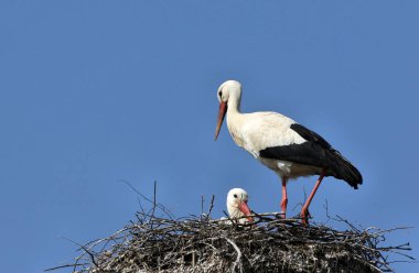 scenic view of white stork at wild nature clipart