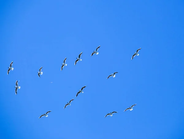 Sandwich Tern Bird Migrar Para Países Mais Quentes — Fotografia de Stock