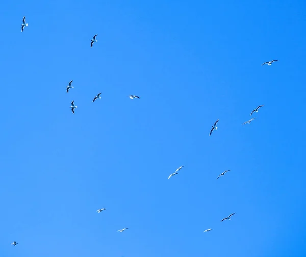 Sandwich Tern Bird Migrar Para Países Mais Quentes — Fotografia de Stock