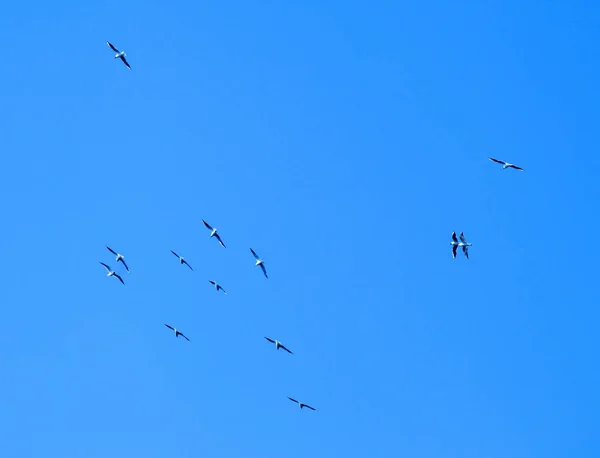 Sandwich Tern Bird Migrar Para Países Mais Quentes — Fotografia de Stock
