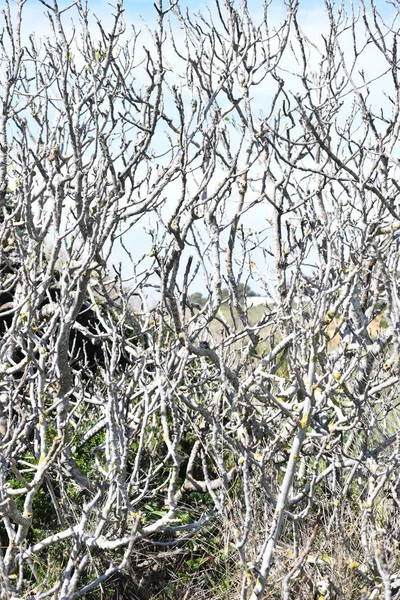 Umhüllung Von Trockenen Feigenbäumen — Stockfoto