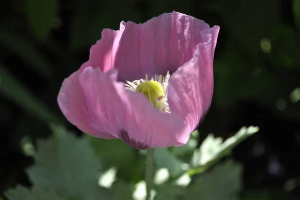 Vue Rapprochée Belles Fleurs Pavot Sauvage — Photo