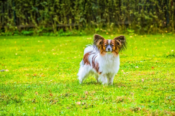 Retrato Cão Papillon Puro Sentado Grama — Fotografia de Stock