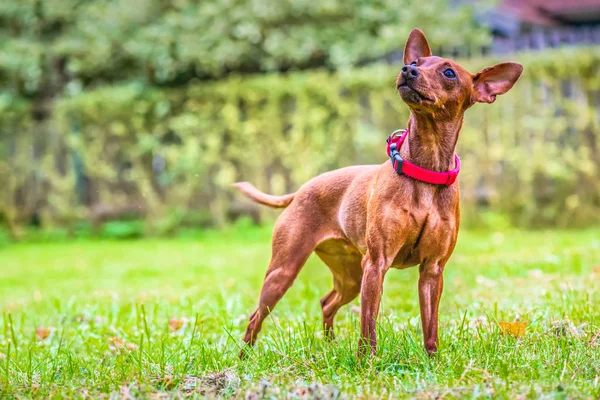 Potret Luar Ruangan Dari Anjing Merah Pinscher Miniatur — Stok Foto