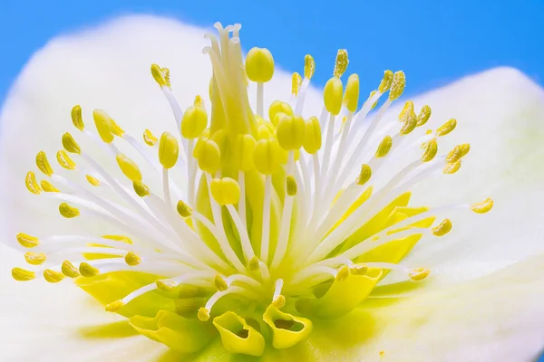 Focus Stacked Macro Christmas Rose Flower Blossom — Stock Photo, Image