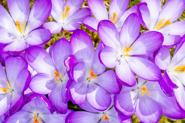 Closeup Purple Crocus Flowers Blossoms — Stock Photo, Image