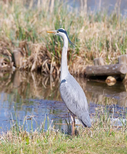 Primo Piano Uccello Airone Grigio Piedi Acqua — Foto Stock