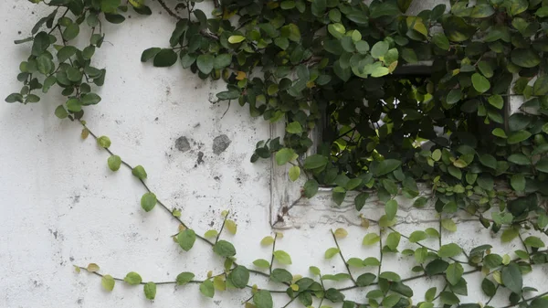 白い壁の背景に葉 緑の葉壁 質感の背景 — ストック写真