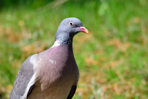 Portrait Common Wood Pigeon — Stock Photo, Image