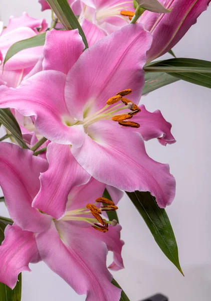 ピンクのユリの花のクローズアップ この属の種の一般的な名前には 妖精のユリの雨のゼファーユリの魔法のユリアタマスコユリと雨のユリがあります — ストック写真