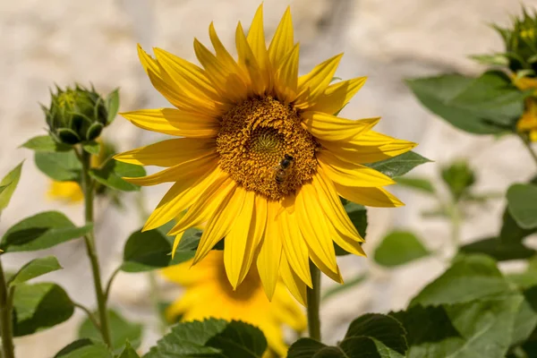 Bunga Matahari Mekar Dengan Latar Belakang Dinding Batu Kapur — Stok Foto