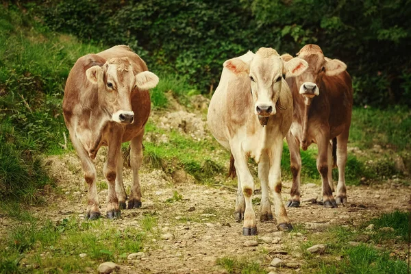 Молочный Скот Традиционном Пастбище Болтанг Германия — стоковое фото