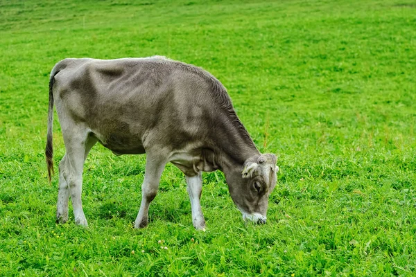 stock image Dairy Cattle in the Traditional Pasture. Bolsternang, Germany