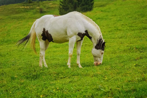 Koně Pasoucí Pastvinách — Stock fotografie