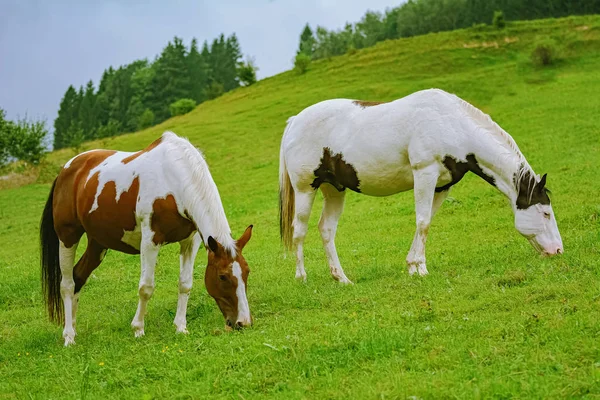 Konie Pasą Się Pastwisku — Zdjęcie stockowe