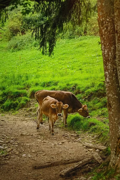 Dairy Cattle Goes Traditional Pasture Bolsterlang Germany — Stock Photo, Image