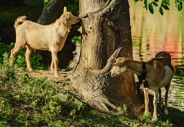 Chèvres Debout Sur Rive Rivière Près Arbre — Photo