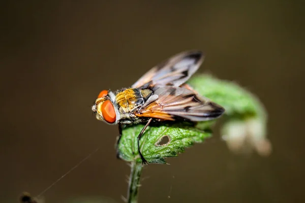 Questa Una Mosca Una Pianta — Foto Stock