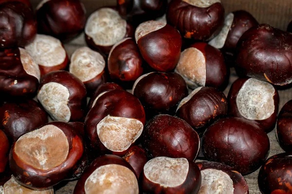 Close Autumn Chestnut — Stock Photo, Image