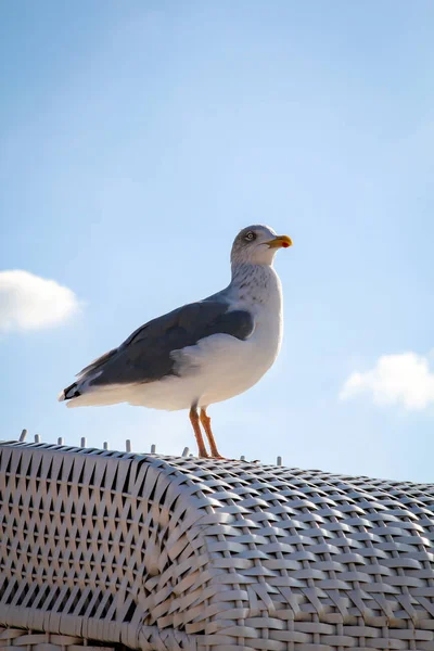 Eine Möwe Strand Der Ostsee — Stockfoto