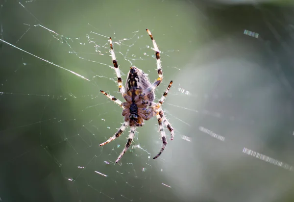 Detalles Una Araña Araña Una Planta Araña Tela — Foto de Stock