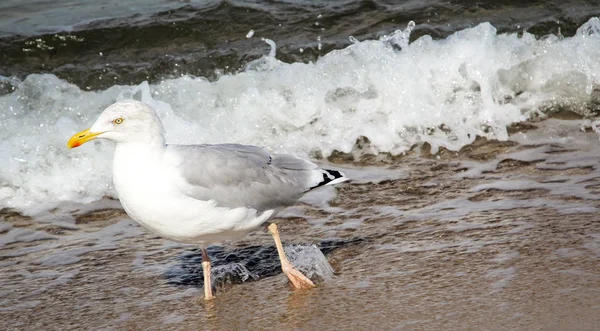 Une Mouette Sur Plage Mer Baltique — Photo