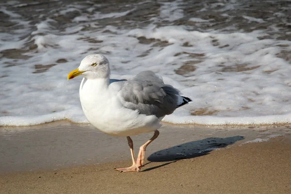 a seagull on the beach of the baltic sea