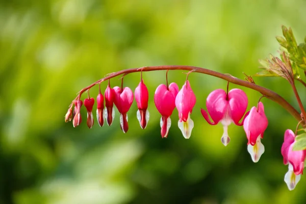 Roze Bloemen Tuin — Stockfoto