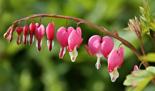 Roze Bloemen Tuin — Stockfoto