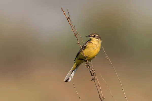 Κίτρινη Ουρά Warble Ένα Κλαδί Δέντρου — Φωτογραφία Αρχείου