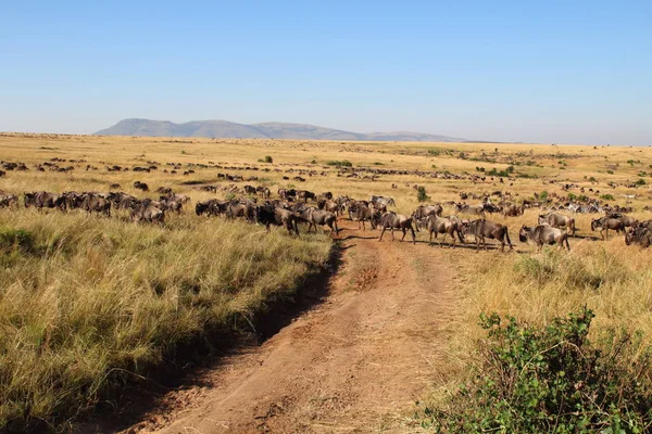 Many animals wander through the Masai Mara in August.