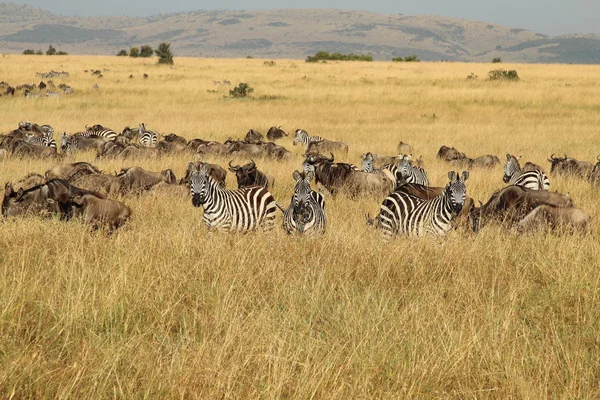 Zebry Gnus Wspólnej Wędrówce — Zdjęcie stockowe