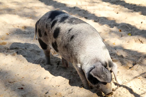 一只拴在沙子里的小猪 — 图库照片