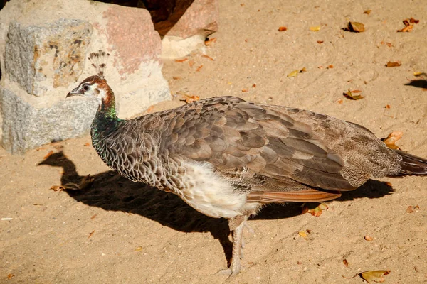 Bir Peafowl Kafasının Yakın Çekimi — Stok fotoğraf