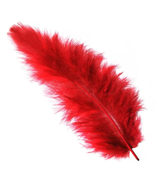 Pluma Roja Aislada Blanco — Foto de Stock