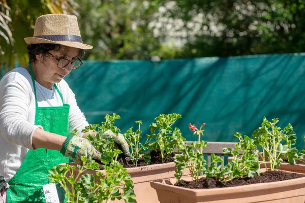 Een Senior Vrouw Potgrond Geranium Bloemen Buitenshuis — Stockfoto