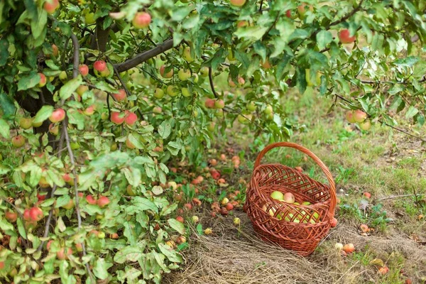 Pommes Vertes Rouges Dans Panier Jardin Rural — Photo