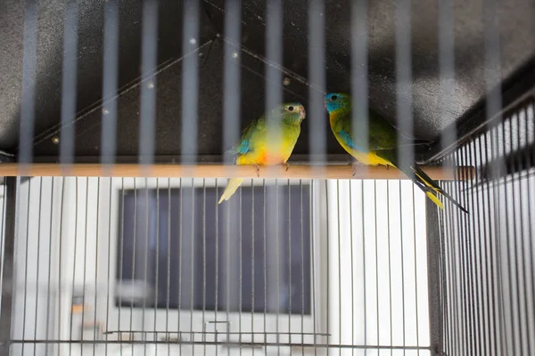 Δύο Παπαγάλοι Στο Κλουβί Πολύχρωμα Πουλιά Αγάπης Ζώα Συντροφιάς — Φωτογραφία Αρχείου