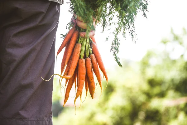有機野菜 健康食品 農家の手に新鮮な有機ニンジン — ストック写真