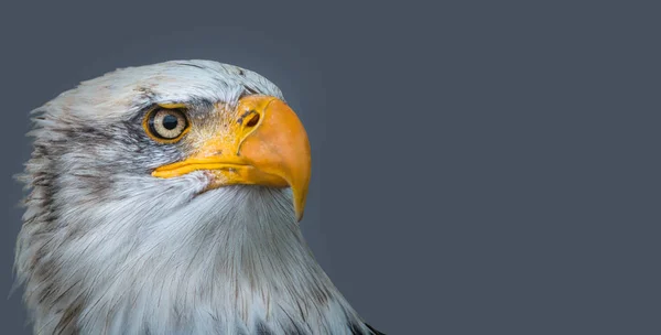 Cabeça Pássaro Águia Careca Para Design Cartão Postal — Fotografia de Stock