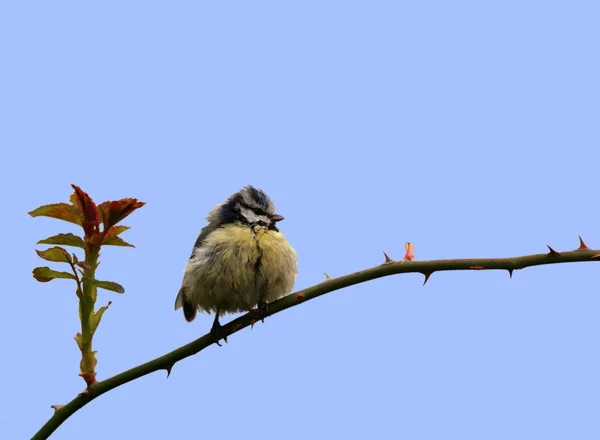 Blau Auf Jungem Rosenzweig — Stockfoto