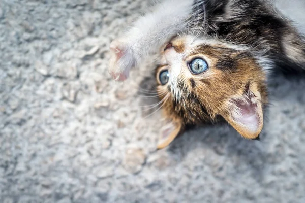 Gatito Agradable Que Divierte Aire Libre Dulce Pequeña Mascota Peluda —  Fotos de Stock