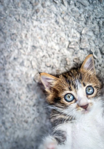 Retrato Adorable Gatito Acostado Sobre Fondo Asfalto Con Placer Pasando —  Fotos de Stock