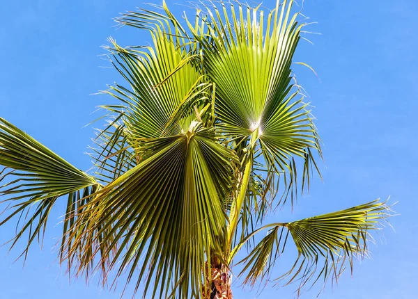Borassus Flabellifer Palmier Asiatique Communément Appelé Doub Palm Tala Palm — Photo